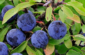 Sloe berries on a blackthorn bush