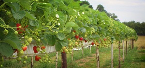 Pearce's Hamel's Park raised bed strawberry PYO