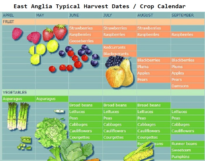 East Anglia Crop Harvest Calendar